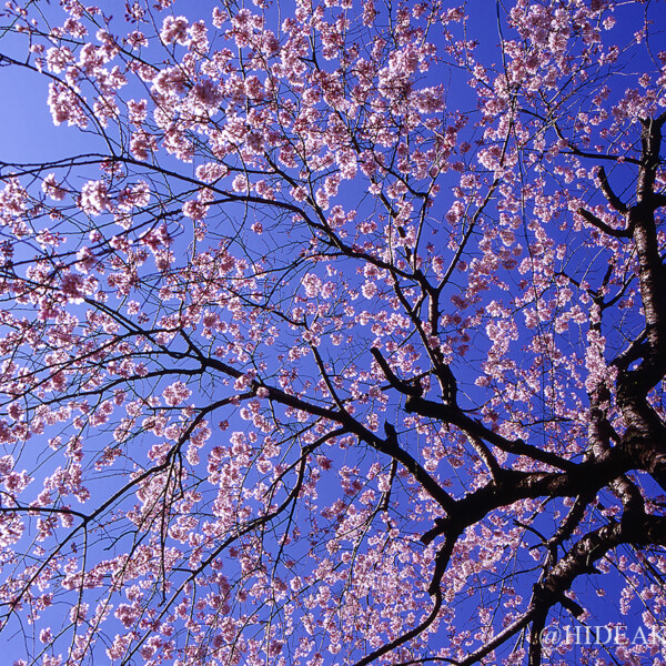 桜　青空へと（三島大社）